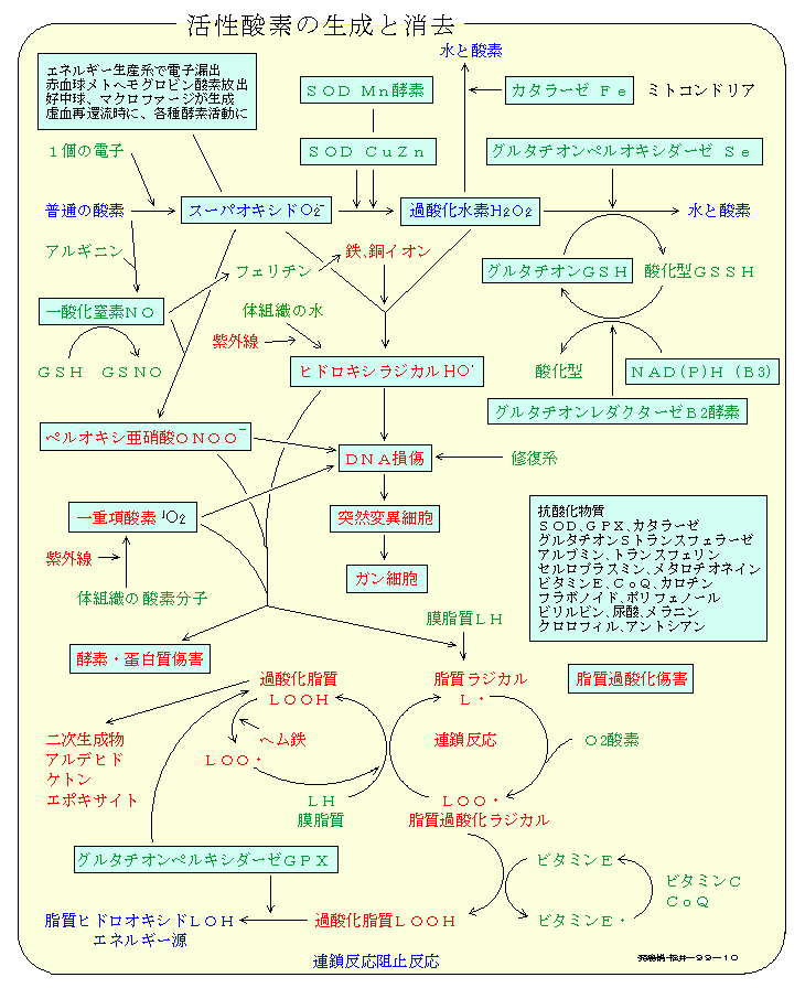 活性酸素の生成と消去図表