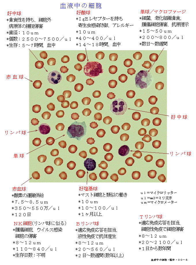 血液の図