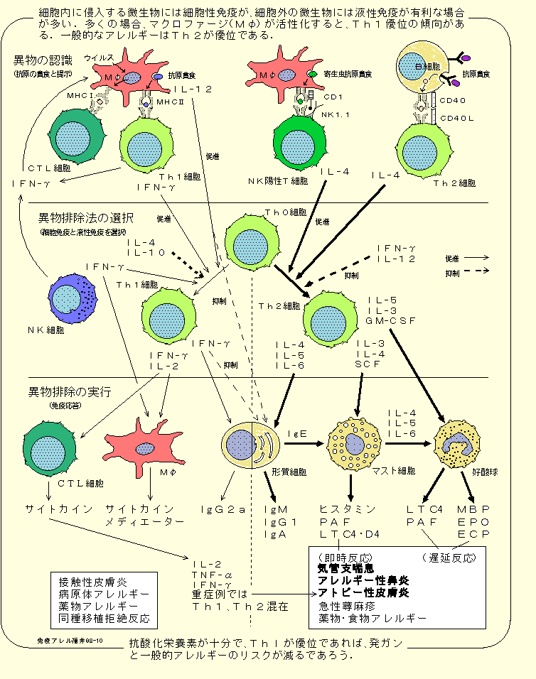 免疫応答図