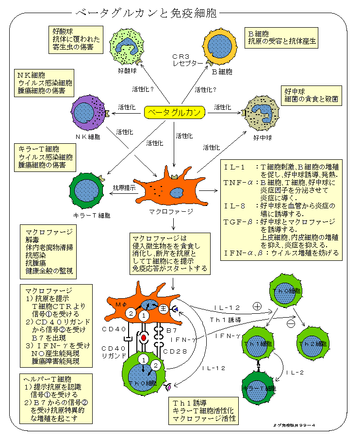 ベータグルカンと免疫細胞