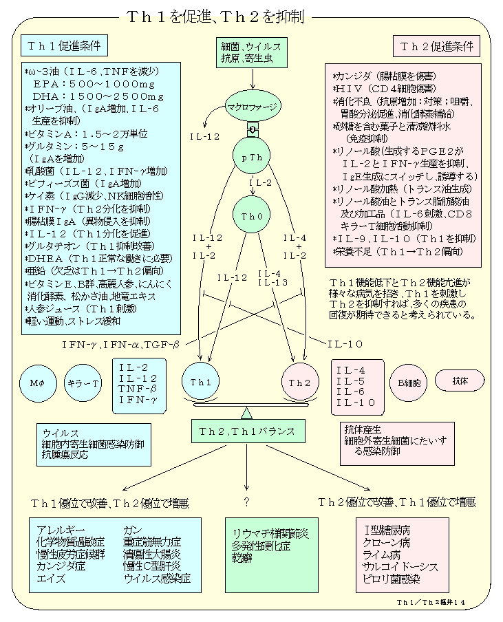 Th1・Th2のバランス